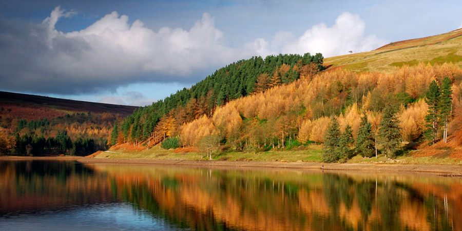 Derwent Trees - Karen Frenkel